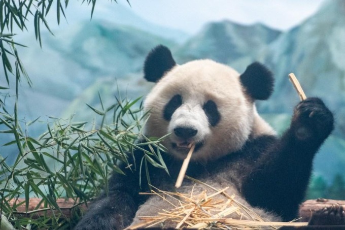 Cina: panda giganti arrivano a Zoo di Wuhan (2)