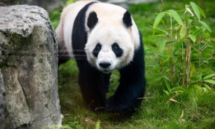 Cina: panda giganti arrivano a Zoo di Wuhan (3)