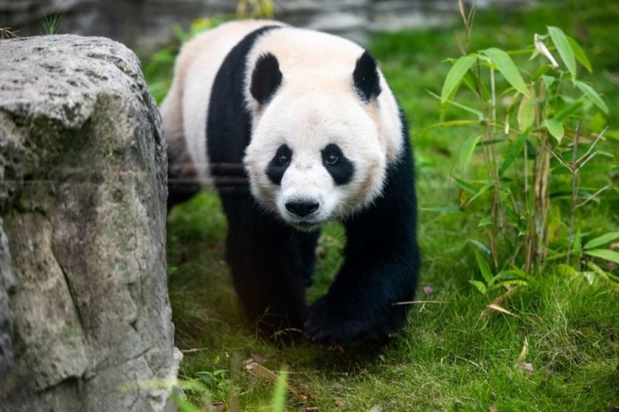 Cina: panda giganti arrivano a Zoo di Wuhan (3)