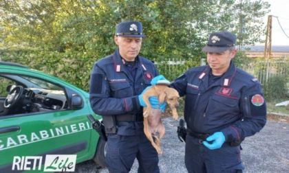 RIETI: CANI MALTRATTATI, 77ENNE DENUNCIATO