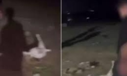 ANAGNI: CAPRETTA UCCISA, MINACCE E INSULTI