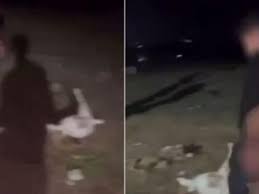 ANAGNI: CAPRETTA UCCISA, MINACCE E INSULTI