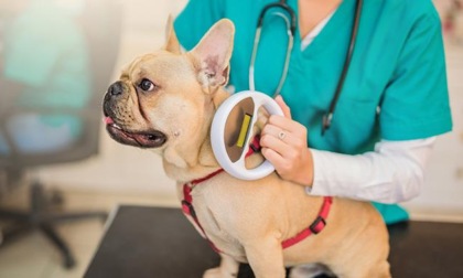 REGIONE: ANIMALI DOMESTICI, IL MICROCHIP DAY