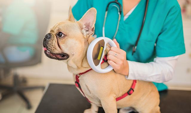 REGIONE: ANIMALI DOMESTICI, IL MICROCHIP DAY