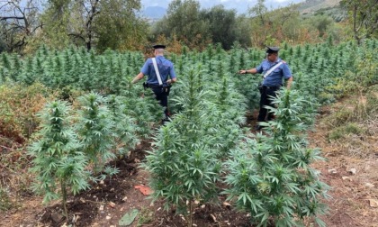 FARA SABINA: COLTIVAVANO MARIJUANA, DUE ARRESTI