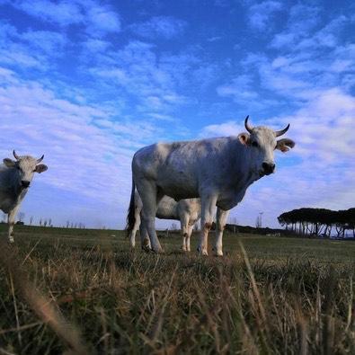 ROMA: MUCCHE UCCISE A FRECCIATE