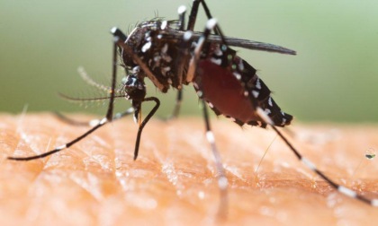 SAN FELICE CIRCEO: VIRUS DENGUE, DUE NUOVI CASI