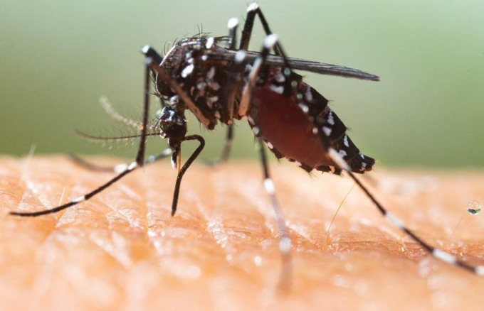 SAN FELICE CIRCEO: VIRUS DENGUE, DUE NUOVI CASI
