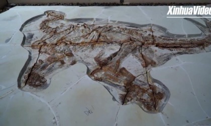 Cina: rinvenuti 2 fossili dinosauro di 130 mln anni fa quasi perfetti