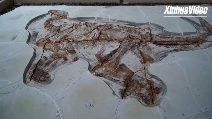 Cina: rinvenuti 2 fossili dinosauro di 130 mln anni fa quasi perfetti