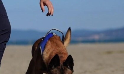 REGIONE: CARETTA-CARETTA, ARRIVANO I TARTA DOGS