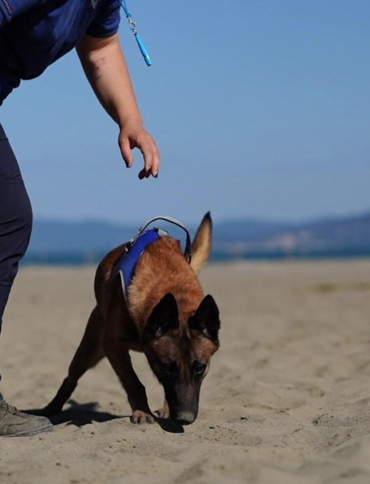 REGIONE: CARETTA-CARETTA, ARRIVANO I TARTA DOGS
