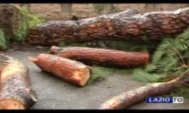 ROMA: ALBERI, AL VIA MILLE ABBATTIMENTI