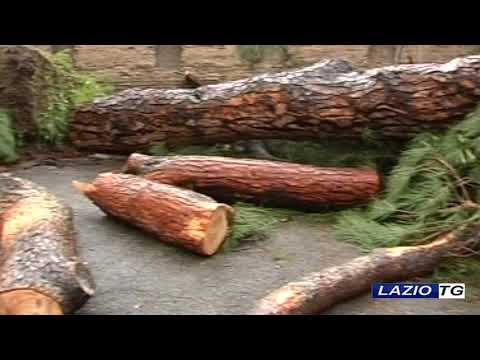 ROMA: ALBERI, AL VIA MILLE ABBATTIMENTI