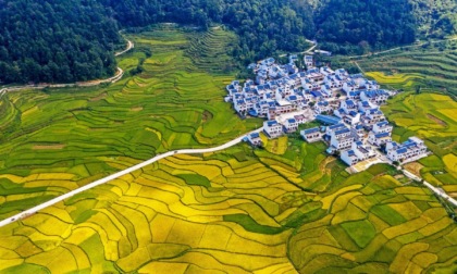 Cina: in corso raccolto autunnale (1)