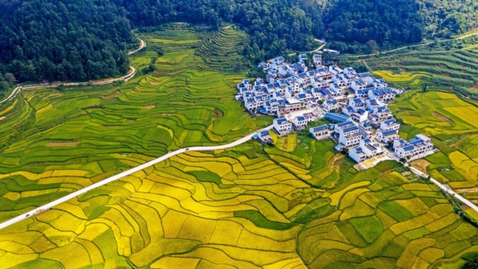 Cina: in corso raccolto autunnale (1)