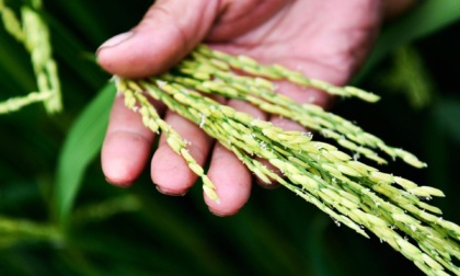 Cina: superficie coltivata a riso ibrido raggiunge 600 mln ettari