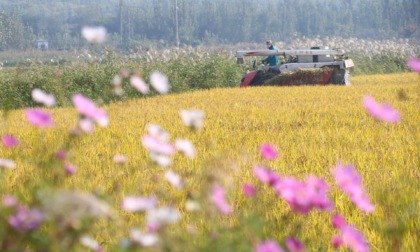 Cina: prosegue raccolto autunnale (1)