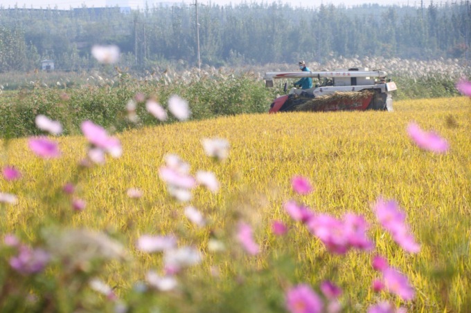 Cina: prosegue raccolto autunnale (1)