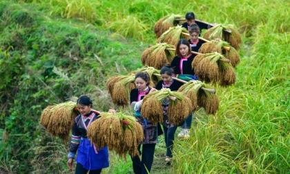 Cina: Guizhou, raccolta di riso glutinoso a Congjiang (1)