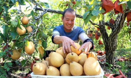 Raccolti autunnali in Cina 