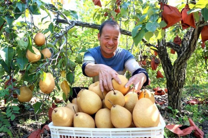 Raccolti autunnali in Cina 
