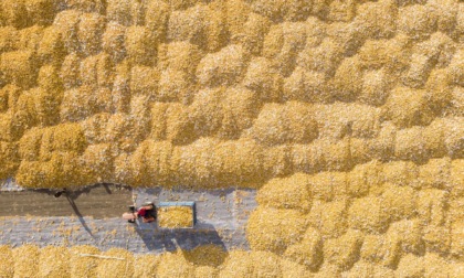 Cina: registrerà maggiore produzione di cereali autunnali nel 2023