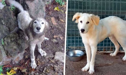 BLERA: SALVATO CUCCIOLO DI CANE LEGATO AD UNA ROCCIA CON UNA CATENA