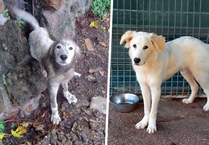 BLERA: SALVATO CUCCIOLO DI CANE LEGATO AD UNA ROCCIA CON UNA CATENA