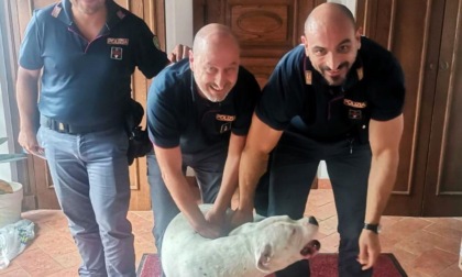 CIAMPINO: RISCHIA DI ESSERE INVESTITO DAGLI AUTOMOBILISTI, CANE SALVATO DALLA POLIZIA