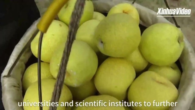 Cina: pere di Dangshan offrono sapore d’autunno