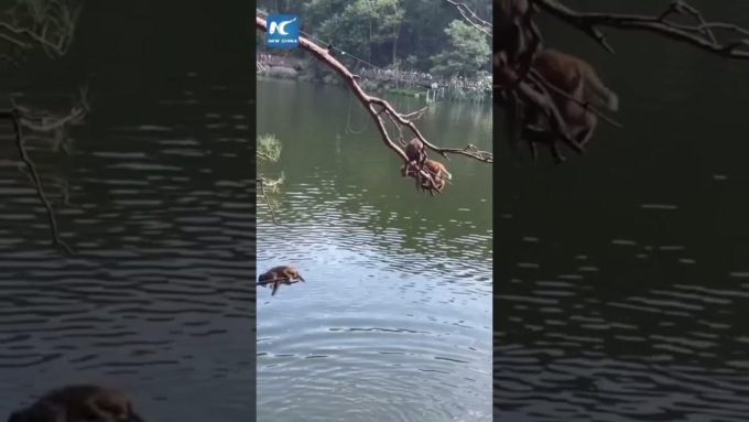 Cina: scimmie su monte Qianling appassionate di immersione