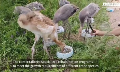 Cina: uccelli sotto protezione statale tornano nel loro habitat a nord