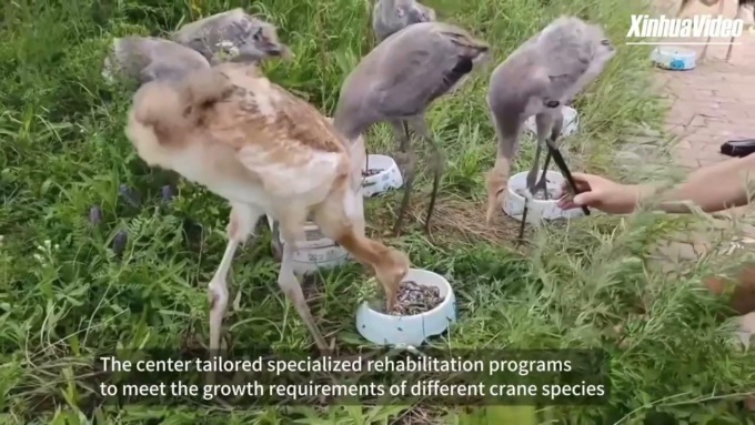 Cina: uccelli sotto protezione statale tornano nel loro habitat a nord