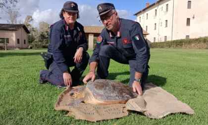SABAUDIA: SALVATA TARTARUGA MARINA