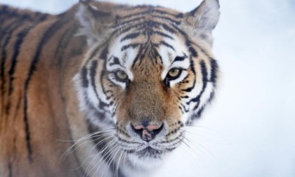Cina: tigri siberiane nella neve nell'Heilongjiang