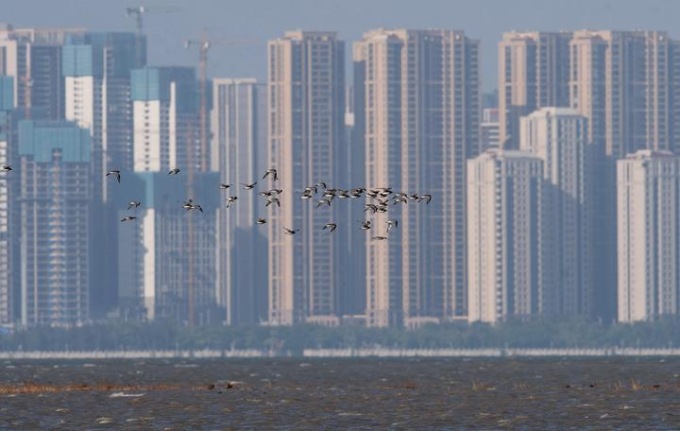 Cina: uccelli migratori nel Fujian (1)