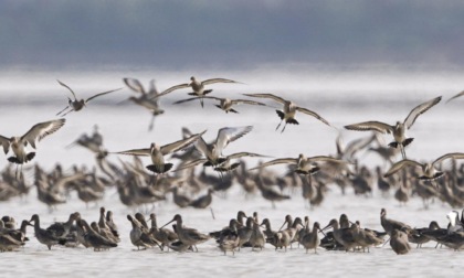 Cina: IA promuove conservazione uccelli in maggior lago d'acqua dolce del Paese