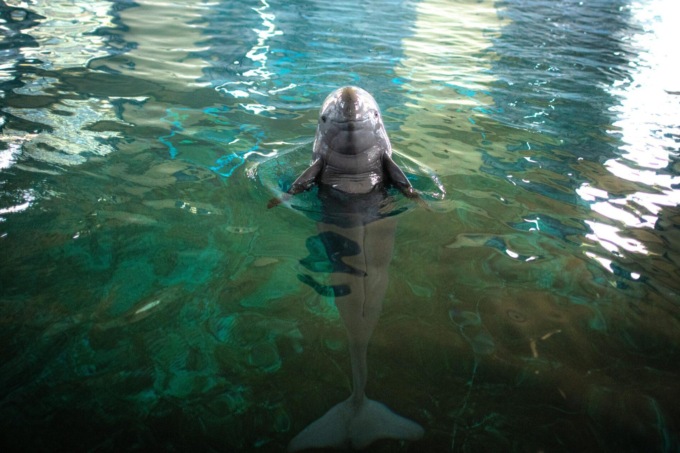 Cina: Jiangsu, avvistato maggior numero di neofocene del fiume Yangtze