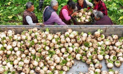 Cina: contadini portano avanti raccolto (2)