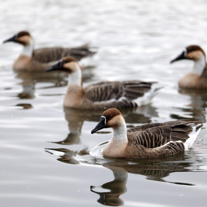 Cina: Liaoning, uccelli migratori nel fiume Hunhe (2)