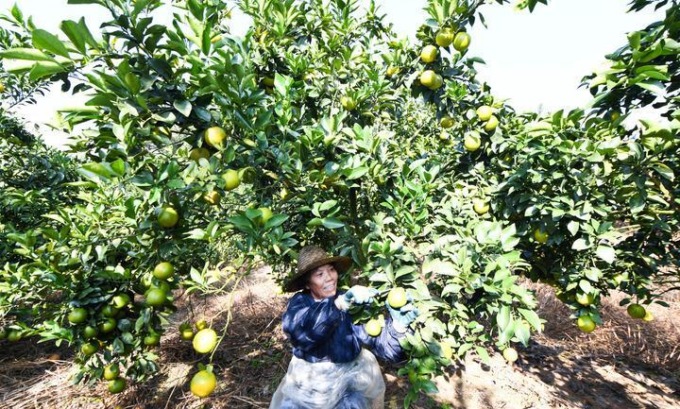 Cina: raccolta delle arance verdi a Qiongzhong (1)
