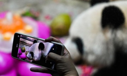 Cina: panda gigante nel parco faunistico di Haikou (1)