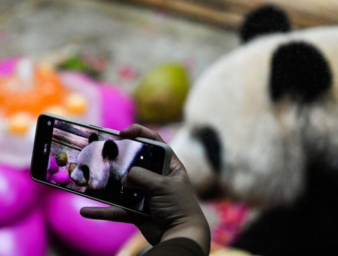 Cina: panda gigante nel parco faunistico di Haikou (1)