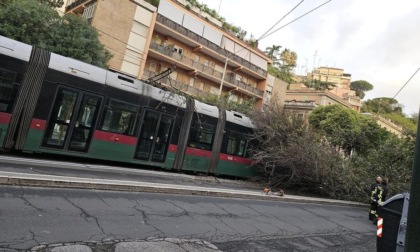ROMA: ALBERO CADUTO SU UN TRAM, SOSPESA LA LINEA 8