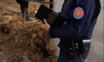 PONTINIA: MALTRATTAMENTO DI ANIMALI, SEQUESTRATO ALLEVAMENTO DI BUFALI