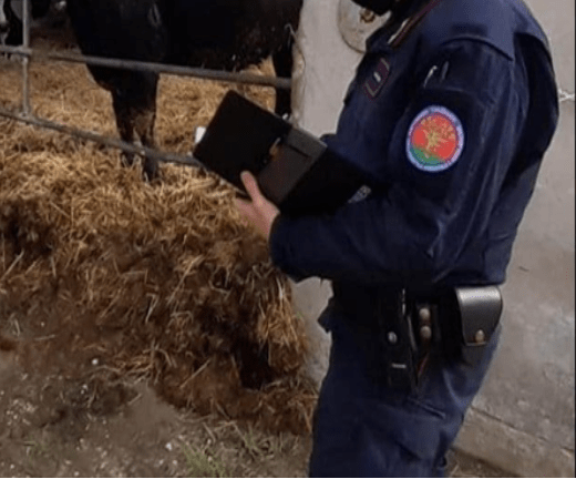 PONTINIA: MALTRATTAMENTO DI ANIMALI, SEQUESTRATO ALLEVAMENTO DI BUFALI