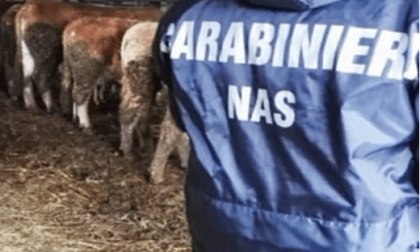 PONTINIA: MALTRATTAMENTO DI ANIMALI, SEQUESTRATA AZIENDA