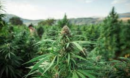 RIETI: SEQUESTRATI 3 CHILI DI MARIJUANA E HASHISH