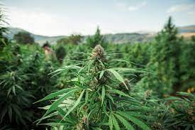 RIETI: SEQUESTRATI 3 CHILI DI MARIJUANA E HASHISH